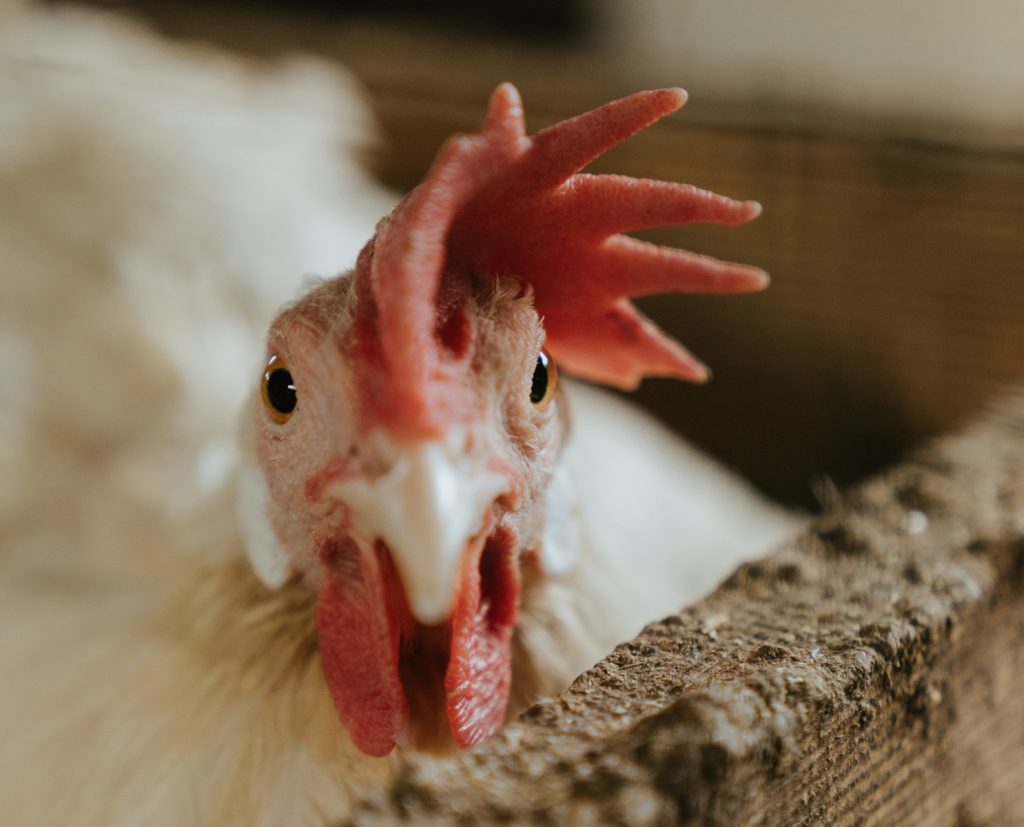Nesting Box Curtains How to Stop Chickens from Eating Eggs, Manage Broodies, and More
